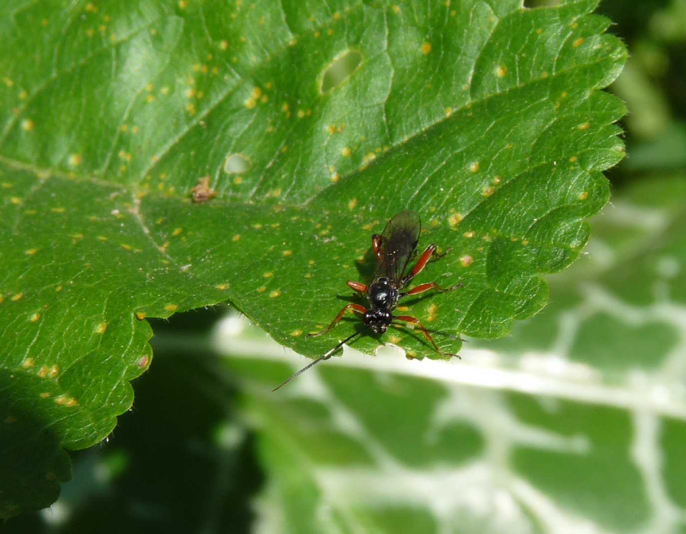 Piccolo Ichneumonidae